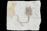 Detailed Crinoid (Macrocrinus) Fossil - Crawfordsville, Indiana #87967-1